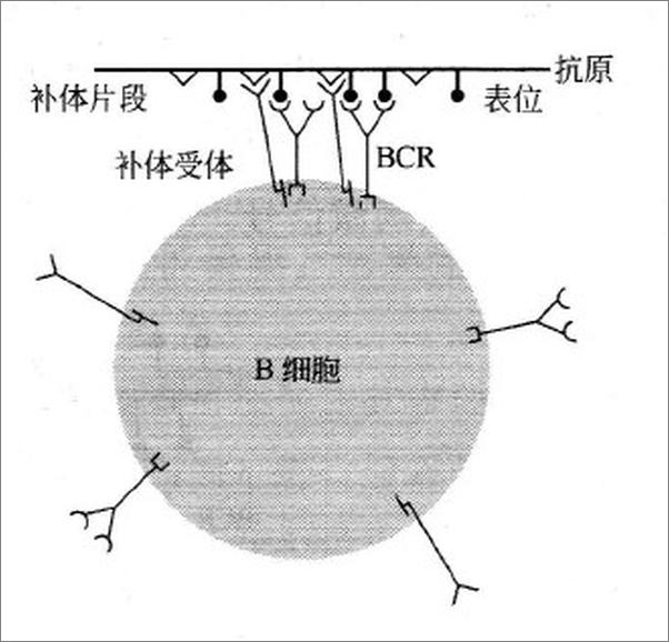 书籍《免疫学概览》 - 插图1