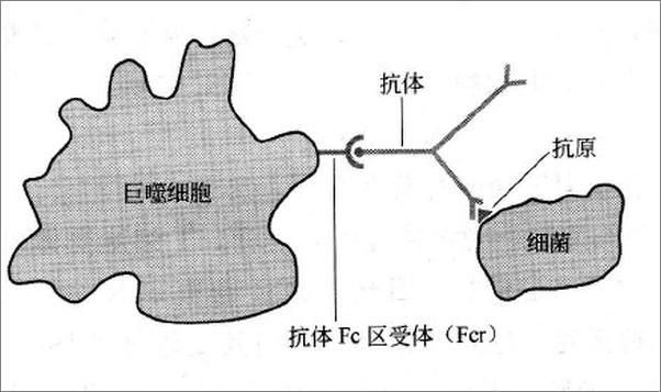 书籍《免疫学概览》 - 插图2