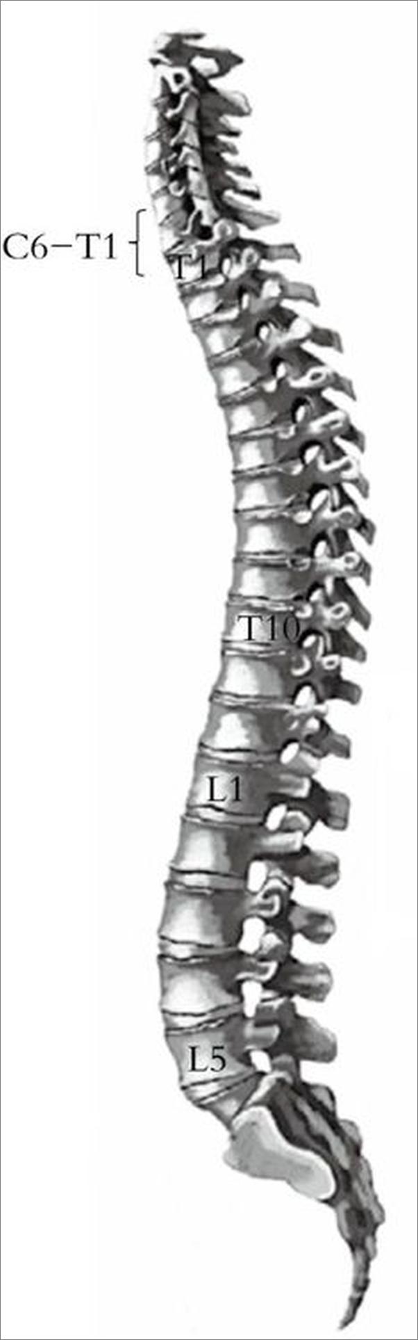书籍《你的脊椎还好吗》 - 插图1