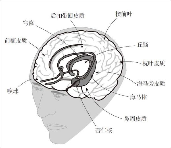 书籍《记忆碎片：我们如何构建自己的过去》 - 插图1