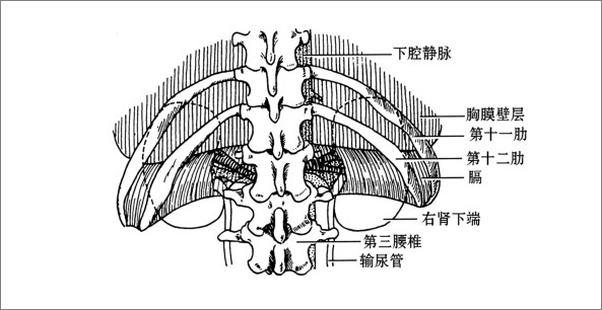 书籍《肾病中医调治170问》 - 插图2