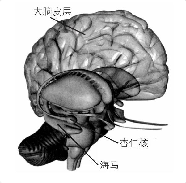 书籍《让孩子的大脑自由 》 - 插图2