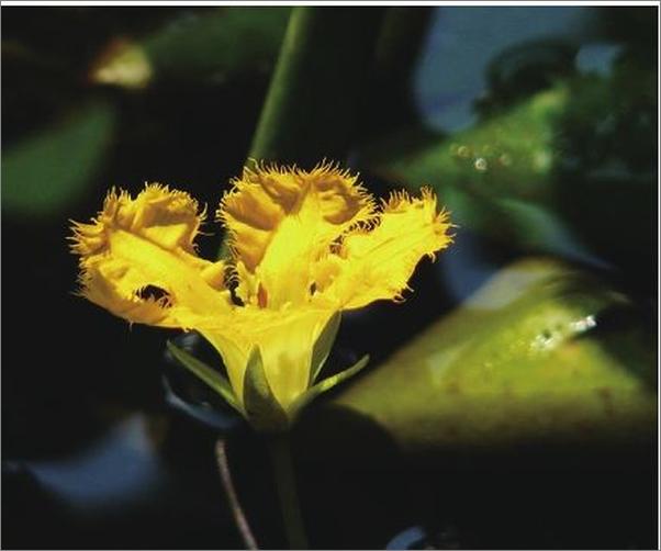 书籍《诗经里的植物》 - 插图2