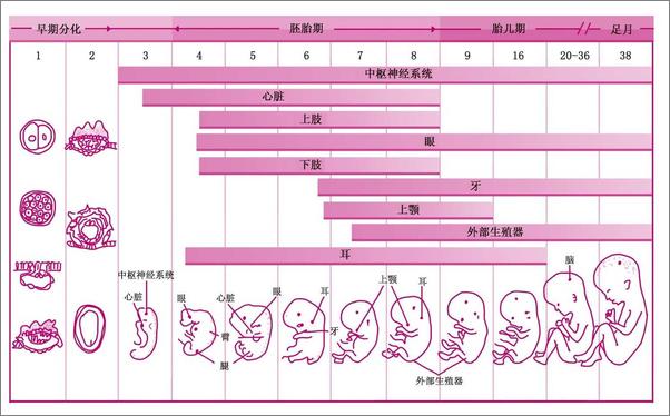 书籍《0-3岁孩子家庭教育八大关键点》 - 插图2