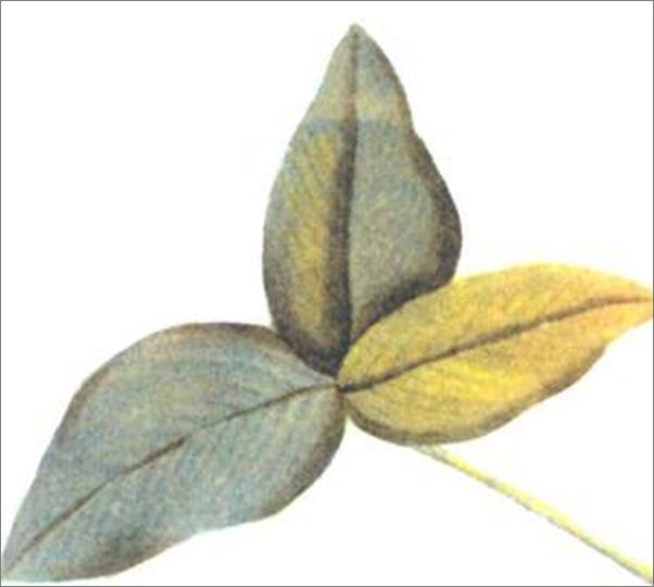 书籍《植物学通信_沙发图书馆·博物志丛书》 - 插图1