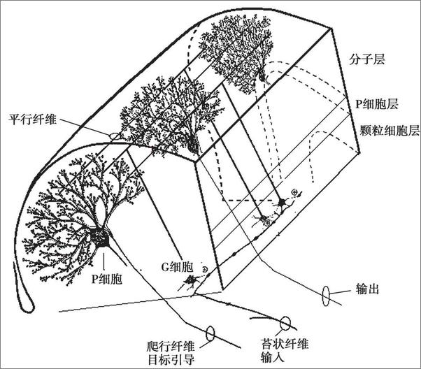 书籍《心律失常•安装心脏起搏器》 - 插图2