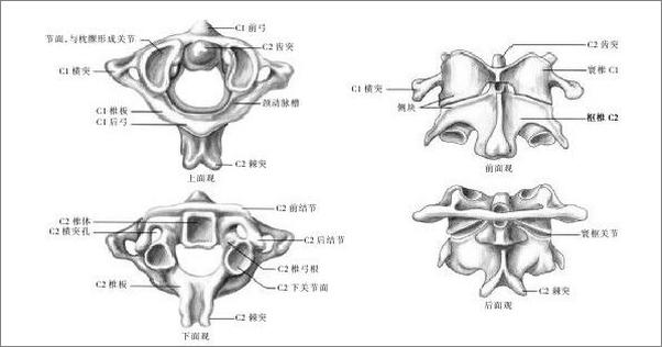 书籍《脊柱外科学》 - 插图1