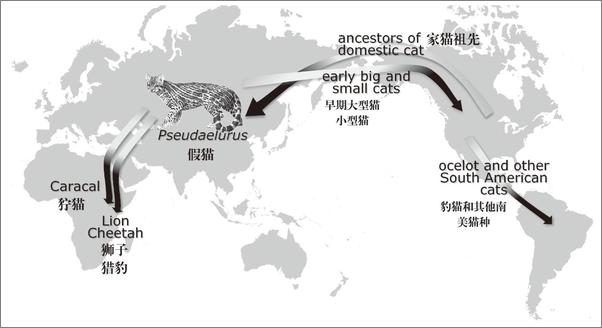 书籍《猫的秘密》 - 插图2