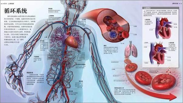 书籍《人体探秘-探秘百科》 - 插图1