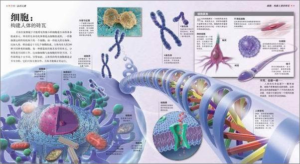 书籍《人体探秘-探秘百科》 - 插图2