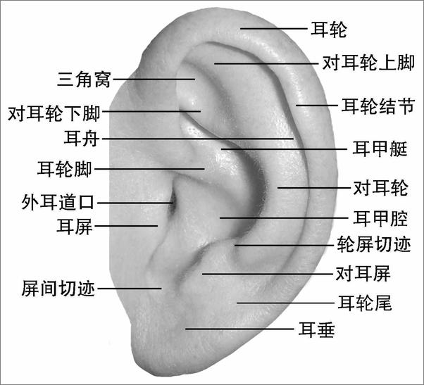 书籍《耳穴》 - 插图1