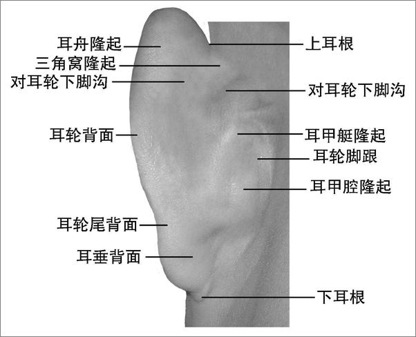 书籍《耳穴》 - 插图2