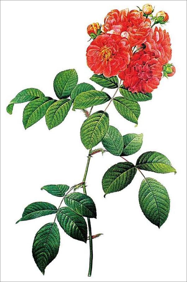 书籍《一朵深渊色_ 四季植物情书 - 洁尘》 - 插图2