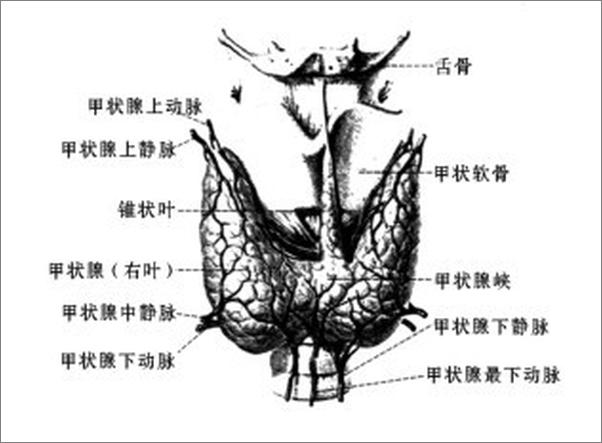 书籍《甲亢合理用药与食疗》 - 插图2