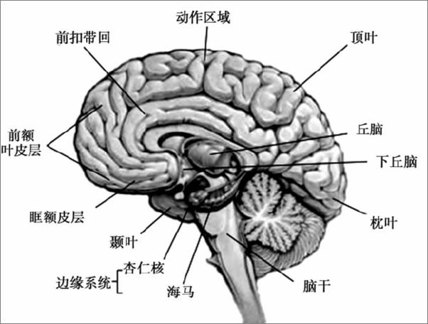 书籍《疯狂成瘾者TED脑科学家的戒瘾成功之路 》 - 插图2