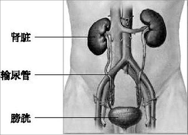 书籍《肾脏病早期症状中西医防治问答》 - 插图2