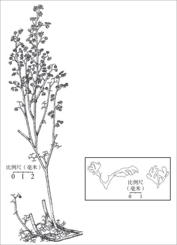 书籍《植物知道地球的奥秘》 - 插图2