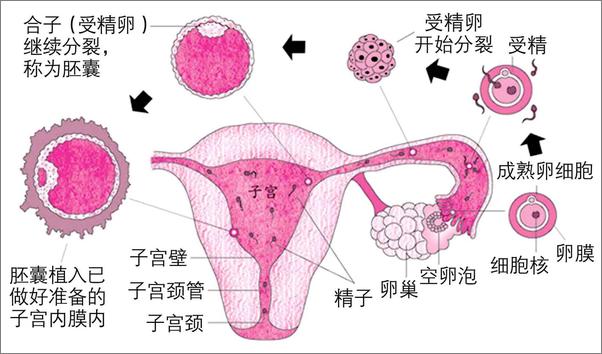 书籍《怀孕每天一页》 - 插图2