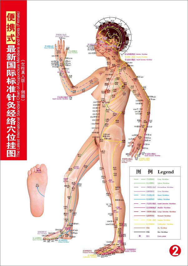 书籍《便携式最新国际标准针灸经络穴位挂图》第3页截图