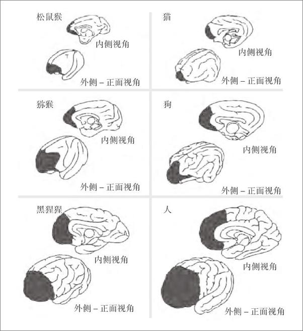 书籍《触碰神经：我即我脑》 - 插图2